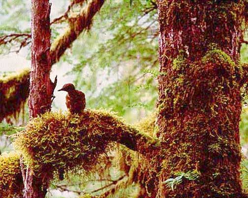 Пыжик длинноклювый в гнезде на дереве