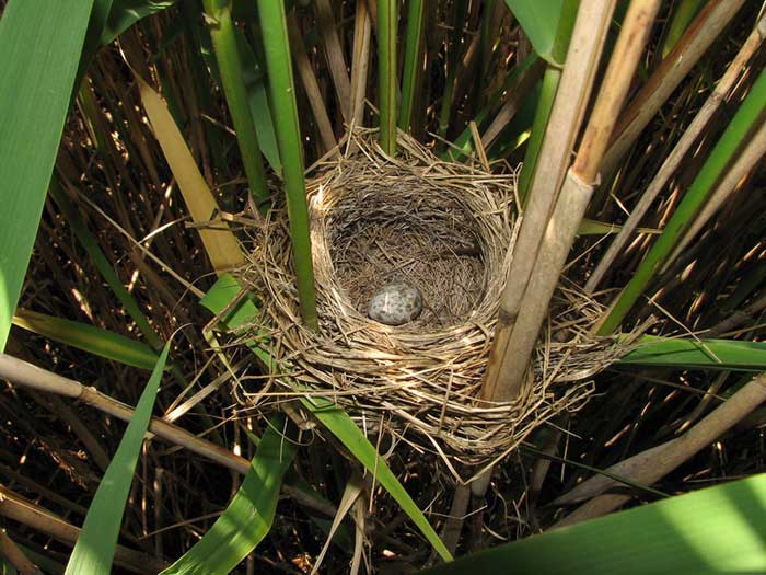 Построенное гнездо с яйцом