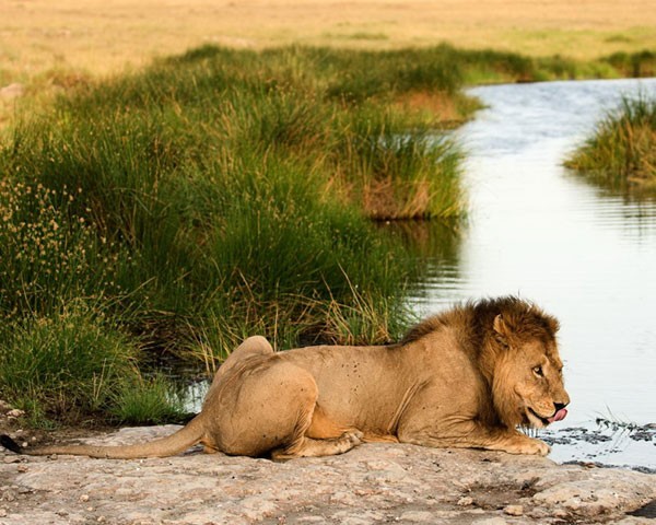 Масайский лев пьёт воду