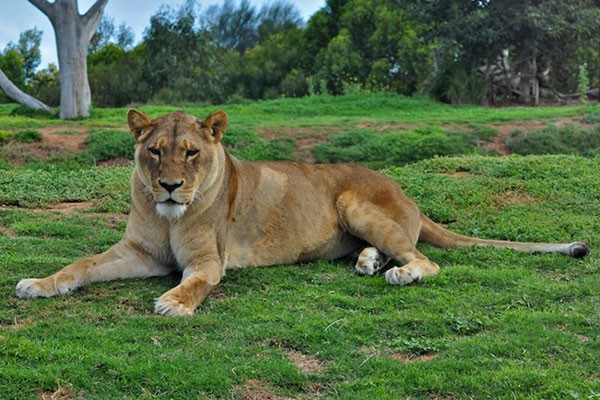 Львица лежит на траве