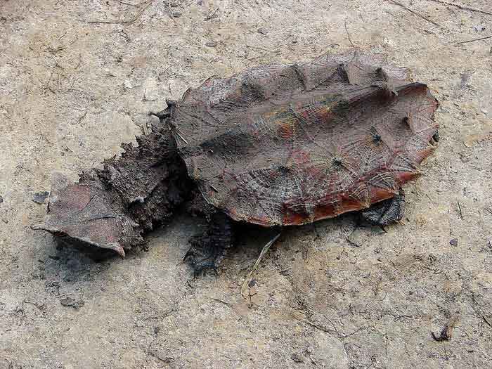 Черепаха мата-мата - внешний вид