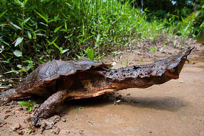 Черепаха мата-мата с вытянутой шеей