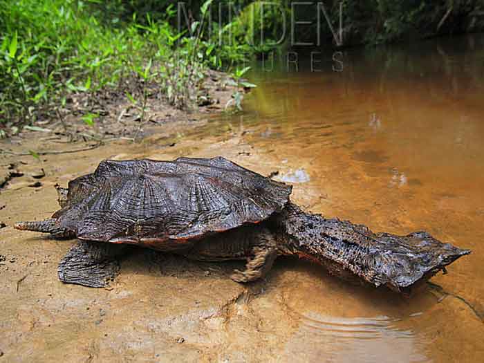 Среда обитания черепахи мата-мата
