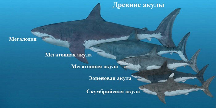 Древние акулы