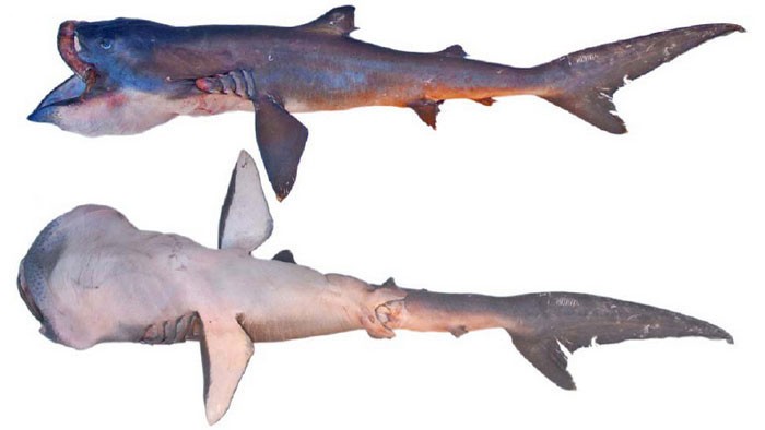 Большеротая акула, описание, фото