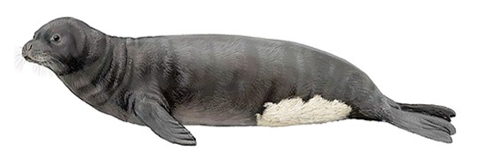 Тюлень-монах, белобрюхий тюлень, фото