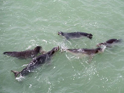 Тюлени-монахи в воде