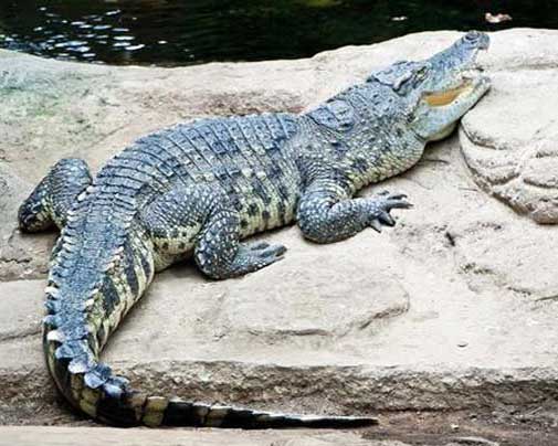 Американский крокодил на камнях