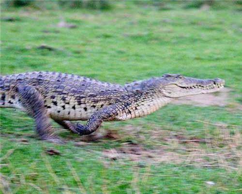 Крокодил бежит
