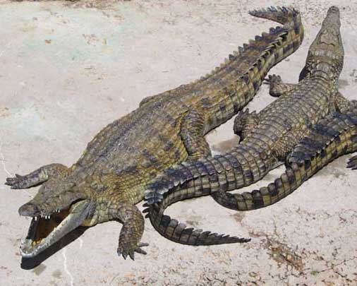 Два крокодила