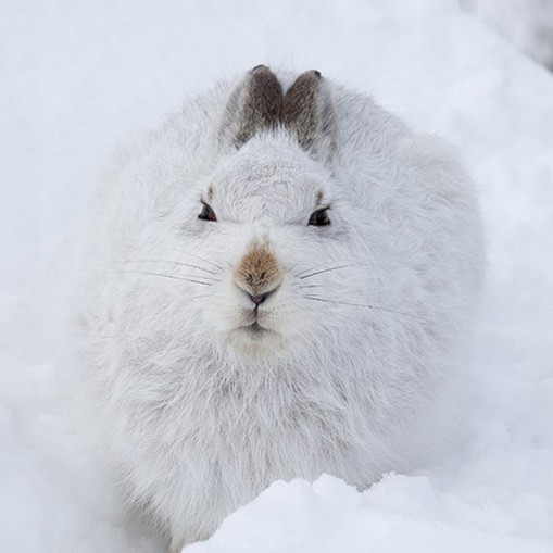 Заяц-беляк зимой