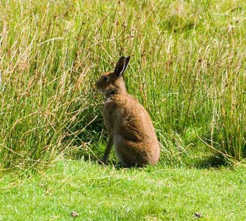 Заяц-беляк сидит возле посевов