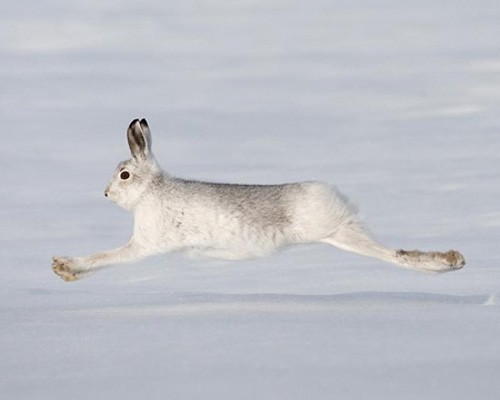 Заяц бежит по снегу