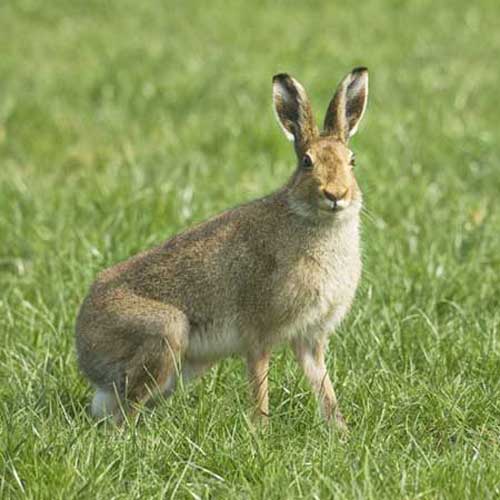 Заяц-беляк сидит на траве