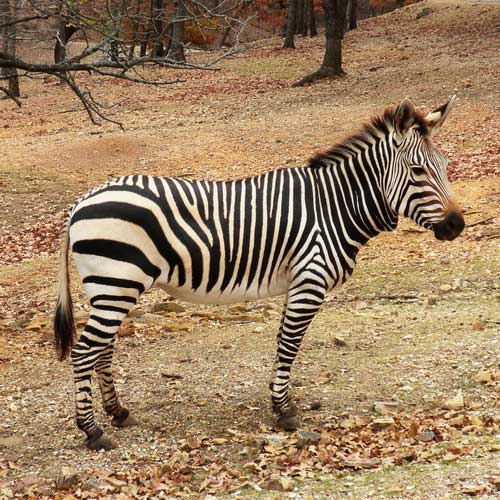 Горная зебра - внешний вид