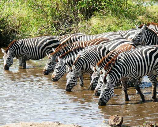 Горные зебры на водопое
