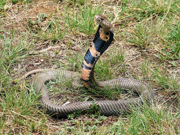 Мозамбикская кобра, плюющая кобра, описание, фото