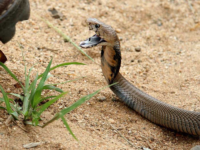 Мозамбикская кобра с открытой пастью