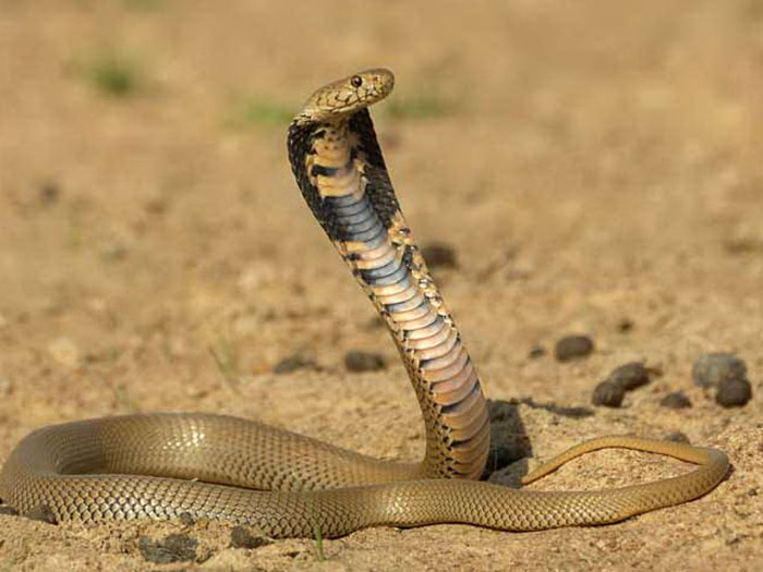 Мозамбикская кобра на земле