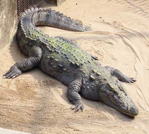 Болотный крокодил, магер, фото