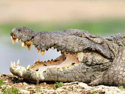 Болотный крокодил с открытой пастью