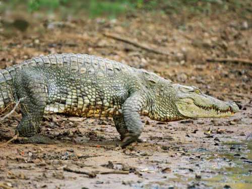 Болотный крокодил передвигается на лапах