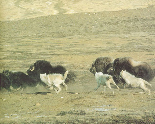 Стая волков преследует овцебыков