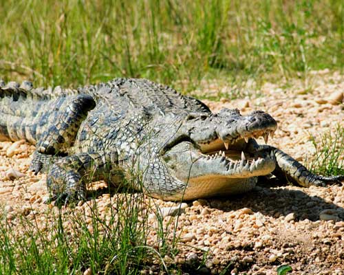 Нильский крокодил на земле