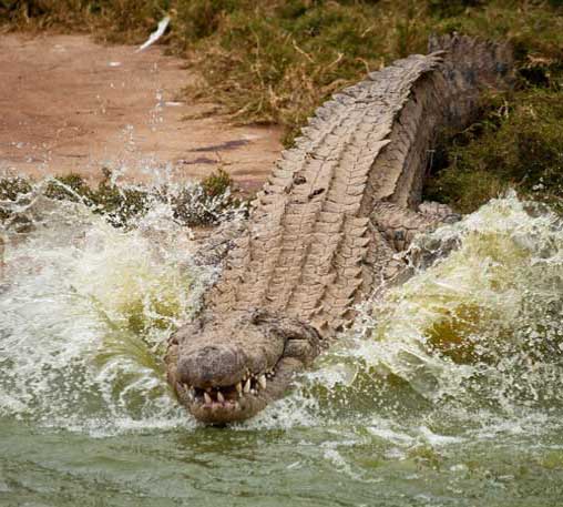 Нильский крокодил заползает в воду