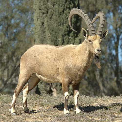 Нубийский горный козёл - внешний вид