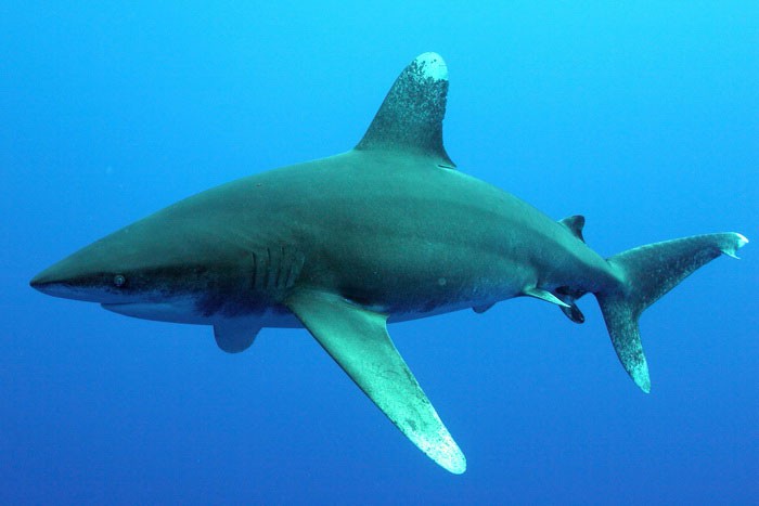 Длиннокрылая акула, описание, фото
