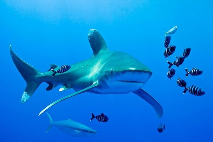 Длиннокрылая акула и рыбы-лоцманы