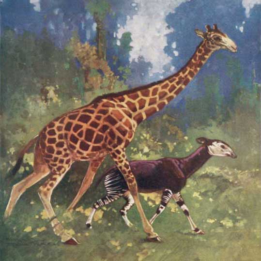 Рисунок жирафа и окапи