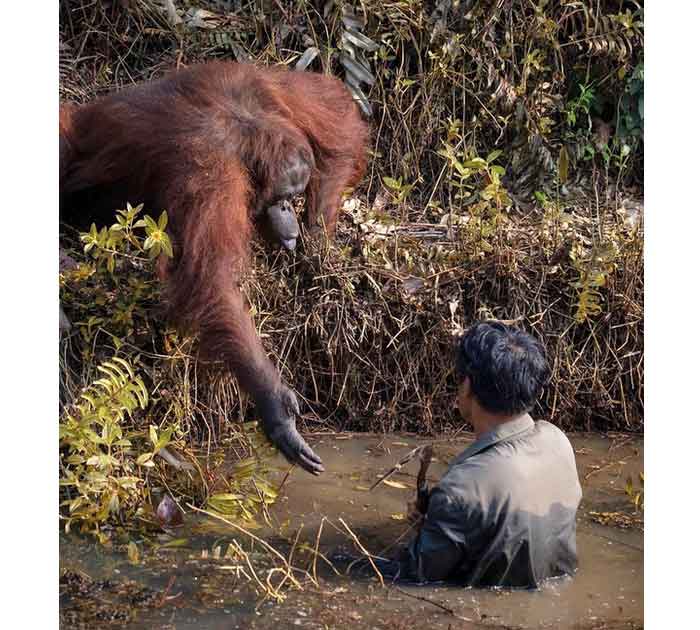 Орангутанг спасает человека