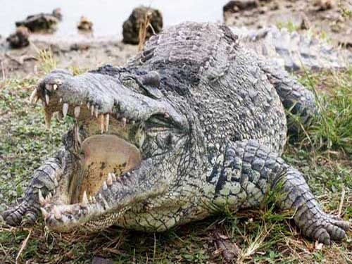 Оринокский крокодил с открытой пастью