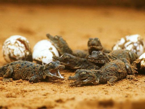 Крокодильчики вылупляются из яиц