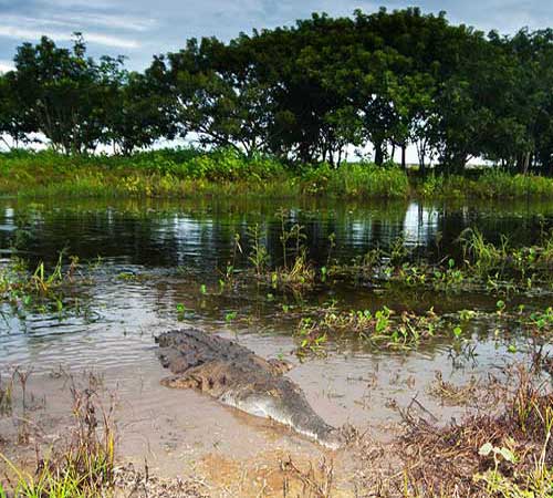Оринокский крокодил лежит в воде