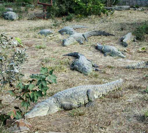 Крокодилы лежат на траве