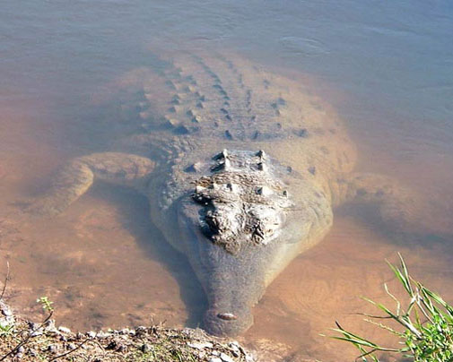 Крокодил у поверхности воды
