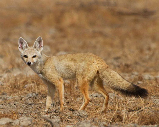 Африканская лисица - внешний вид