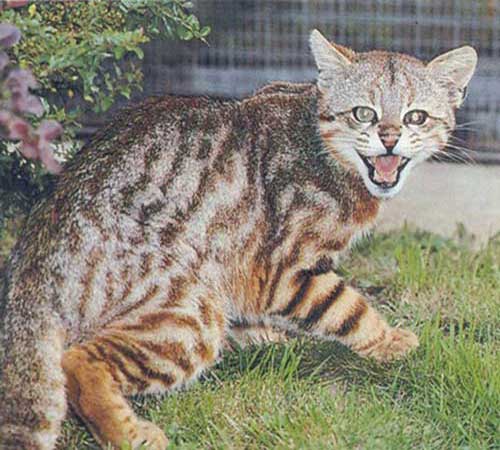 Пампасская кошка - внешний вид