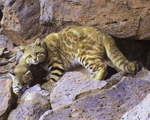 Самка с детёнышем на скалах