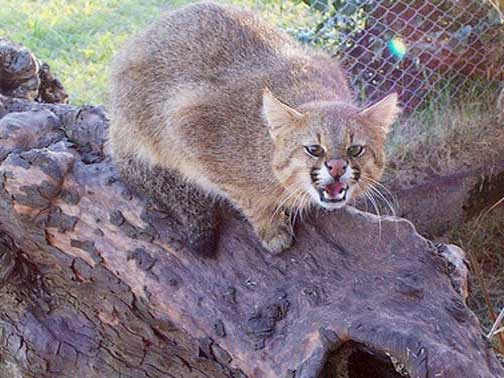 Пампасскую кошку ловят