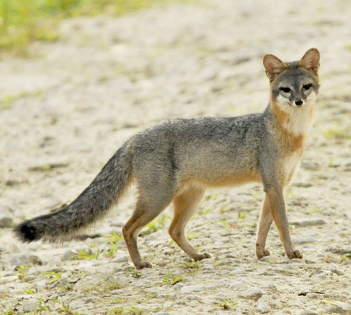 Парагвайская лисица - внешний вид