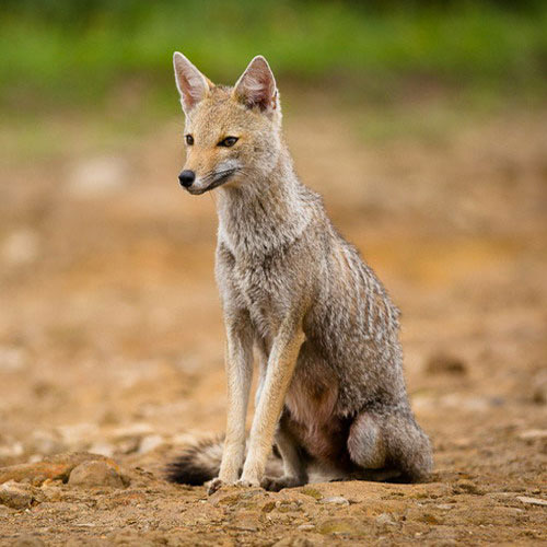 Парагвайская лисица сидит