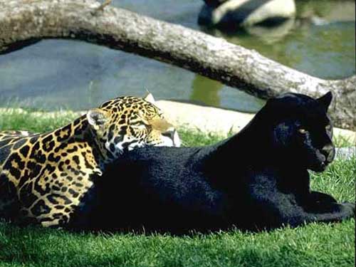 Пятнистый леопард и чёрная пантера