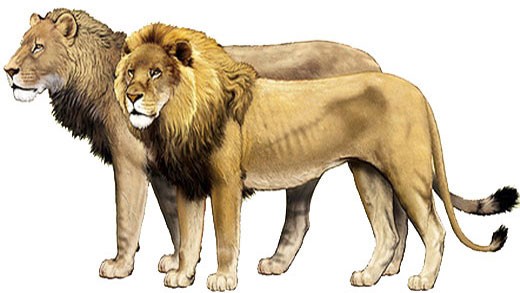 Рисунок с изображением пещерного и африканского львов