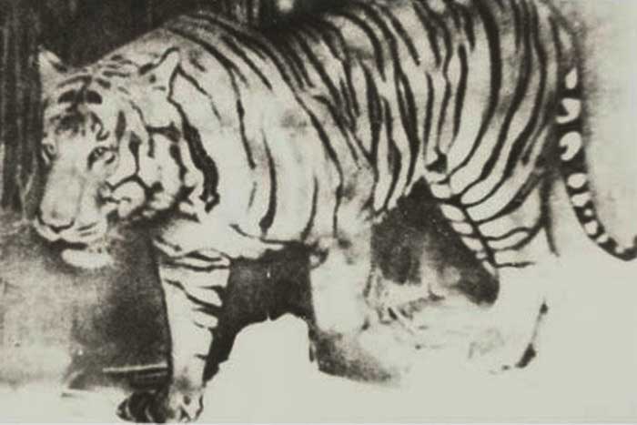 Балийский тигр - старое фото