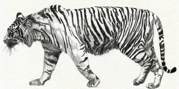 Балийский тигр на рисунке