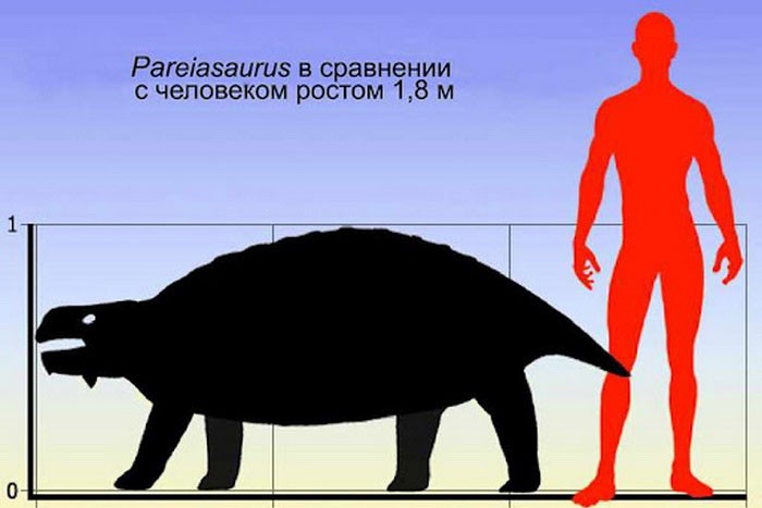 Парейазавр и человек